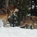 WV-loups-1