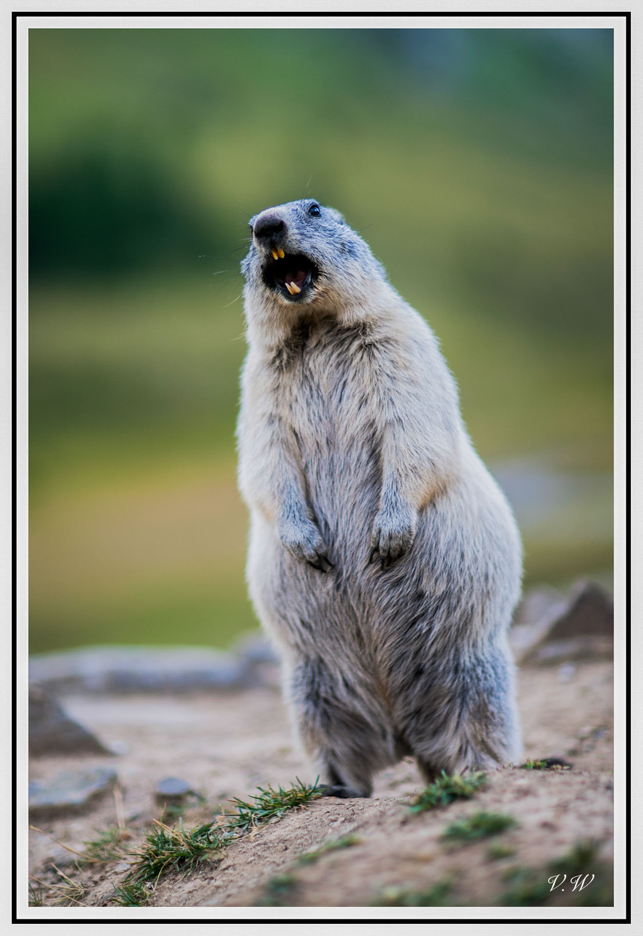 Cri d'alarme par Wilfried